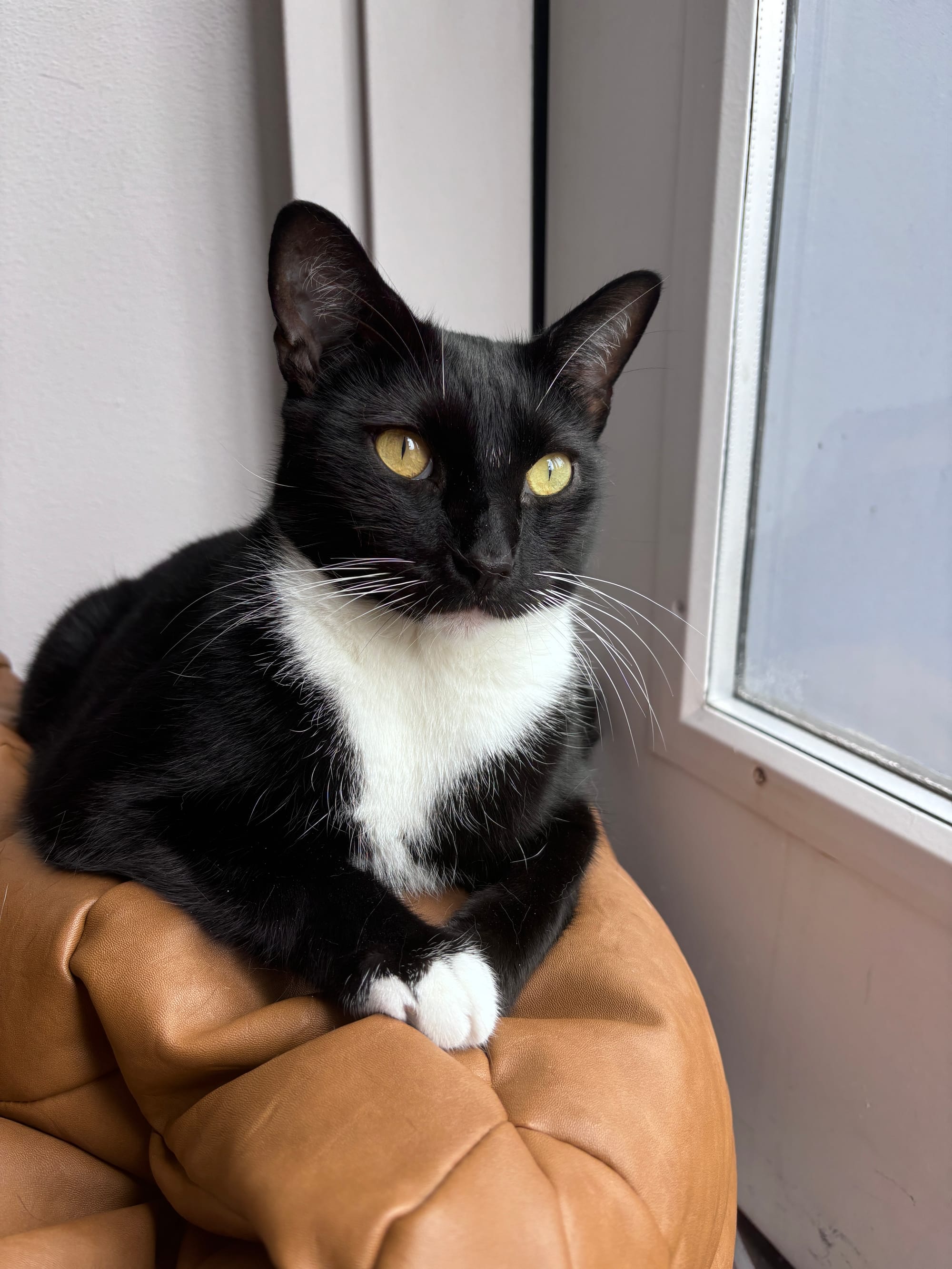 The most handsomest tuxedo cat of all time on a leather cushion in a corner beside a door with a glass opening.